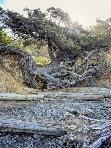 Washington 'daki Kalaloch plajında arkasında güneş parlayan hayat ağacının görüntüsü..