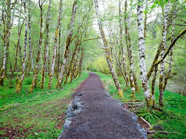 Yürüme yolu, Washington 'daki Olimpiyat Ulusal Parkı' nın Sol Duc bölgesindeki beyaz bir ağacın içinden geçiyor..