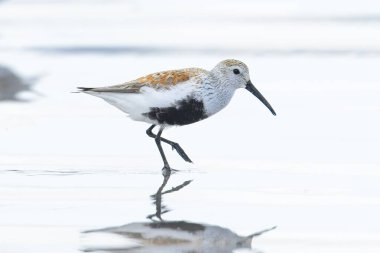 Washington 'daki Hobuck Sahili' nin parlak sularında yürüyen tatlı bir Dunlin kuşu..