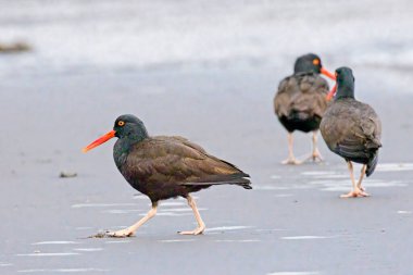 Siyah bir istiridye avcısı, La Push, Washington 'daki 2. plajda kumsalda yürüyor.. 