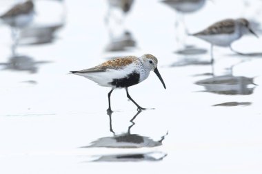 Washington 'daki Hobuck Sahili' nin parlak sularında yürüyen tatlı bir Dunlin kuşu..