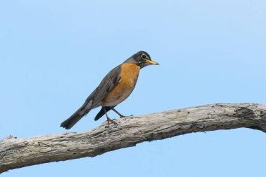 Bir Amerikalı Robin, Batı Washington 'da açık mavi bir gökyüzüne karşı çıplak bir dala tünemiştir..