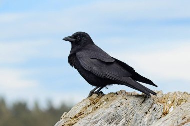Büyük siyah bir karga La Push, Washington 'da büyük bir ağaç parçasına tünemiş..