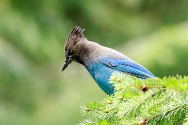 Washington 'ın batısındaki Sol Duc Parkı' nda bir çam dalına tünemiş güzel bir yıldız kuşu..