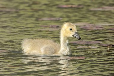 Coeur d 'Alene, Idaho' da yiyecek arayan küçük bir yavru gölette yüzüyor..