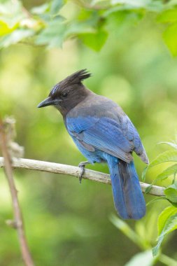 Oldukça canlı mavi bir Yıldız 'ın Jay' i Washington, Neah Körfezi 'nde küçük bir dala tünemiş..