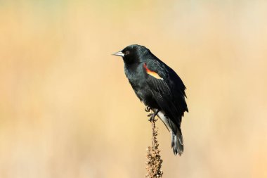 Washington 'daki Liberty Lake' de güneşli bir günde kırmızı kanatlı bir karatavuk bir bitkinin üzerine tünemiştir..