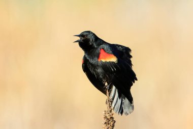 Washington 'daki Liberty Lake' de güneşli bir günde kırmızı kanatlı bir karatavuk....