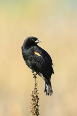 Washington 'daki Liberty Lake' de güneşli bir günde kırmızı kanatlı bir karatavuk bir bitkinin üzerine tünemiştir..