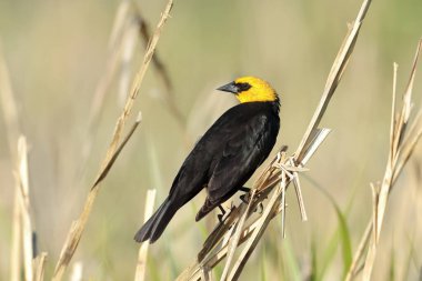 Sarı başlı bir karatavuk Washington 'daki Liberty Gölü' nde küçük bir sapa tünemiş..