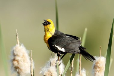 Sarı başlı bir karatavuk kuyruğa tünemiş Washington 'daki Liberty Lake' e sesleniyor..