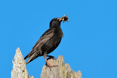 Bir Avrupa sığırcığı, Kuzey Idaho 'daki Farragut Stet Park' ında gagasında böcekler olan çorak bir ağaca tünemiş..