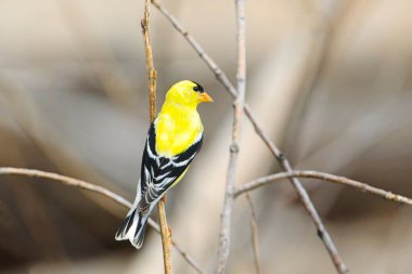 Erkek bir Amerikan ispinozu Liberty Lake, Washington yakınlarındaki küçük bir dala tünedi..