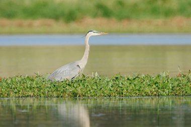 Büyük mavi balıkçıl, Libtery Gölü, Washington yakınlarında su kenarında duruyor..