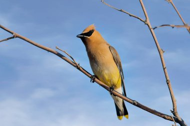Washington 'daki Liberty Gölü yakınlarında mavi bir gökyüzüne tünemiş güzel bir sedir kanadı kuşu..