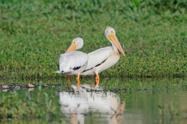 Washington 'daki Liberty Lake yakınlarında sığ sularda duran iki Amerikalı beyaz pelikan..