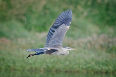 Büyük bir mavi balıkçıl Liberty Lake, Washington yakınlarındaki göletin üzerinde alçaktan uçuyor..
