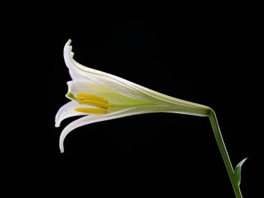 Beyaz bir zambak stüdyosunun yakın plan bir fotoğrafı..