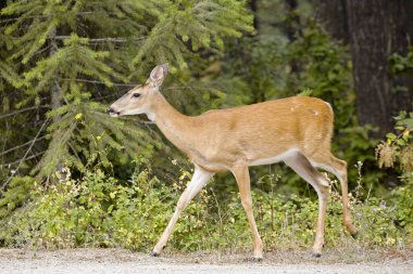 Beyaz kuyruklu bir dişi geyik, Idaho, Sandpoint yakınlarındaki bir ormanın kenarında duruyor..