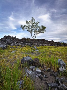 Washington 'daki Sabun Gölü' nde çimlerle çevrili kayaların tepesinden küçük bir ağaç yükseliyor..