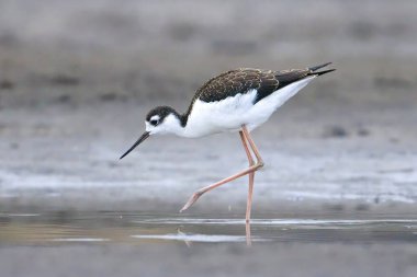 Washington 'daki Sabun Gölü' nün sakin sularında duran siyah boyunlu bir çubuk..