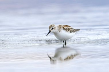 Yiyecek arayan küçük bir zımpara makinesi Washington 'daki Sabun Gölü' nün sığ sularında bir yansıma yarattı..