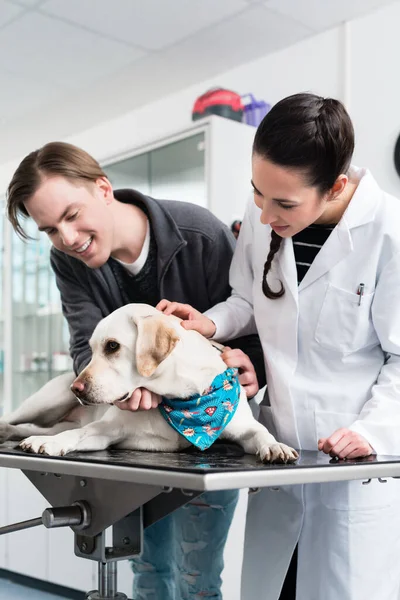 在医院检查一只可爱的拉布拉多犬的女兽医 — 图库照片