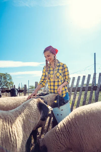 Farmer Feeding Her Sheep Farm Country — Stock Photo, Image
