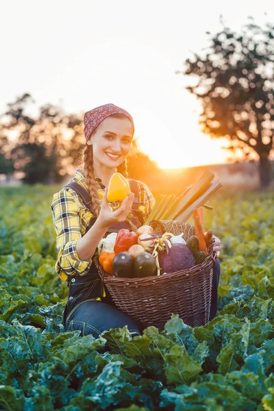 Farmer Értékesítés Színes Egészséges Zöldség Kosarát — Stock Fotó