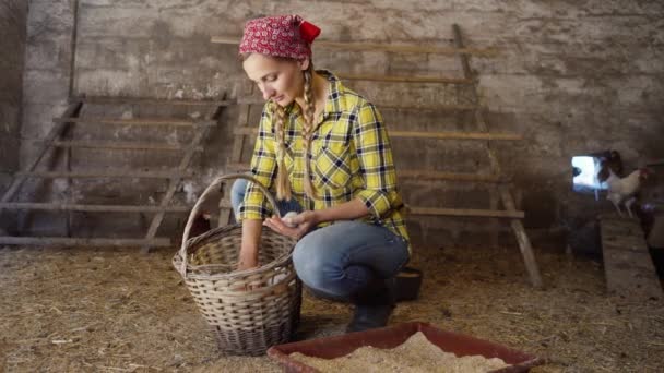 Mujer Granja Una Granja Pollos Recogiendo Huevos Una Canasta Gallinero — Vídeo de stock