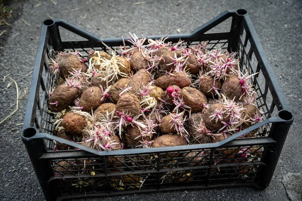 Batatas Germinadas Com Raízes Jovens Uma Caixa Prontas Para Plantio — Fotografia de Stock