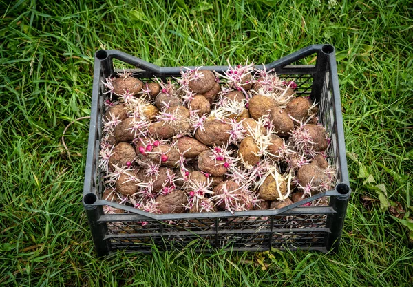 春に植える準備ができて 箱の中に若い根を持つジャガイモを発芽させました — ストック写真