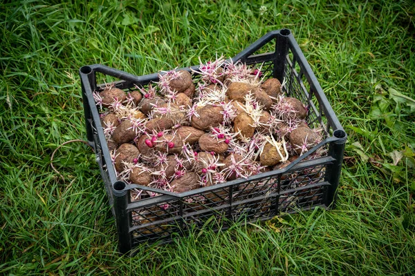 Sprouted Potatoes Young Roots Box Ready Planting Springtime Closeup — Stock Photo, Image