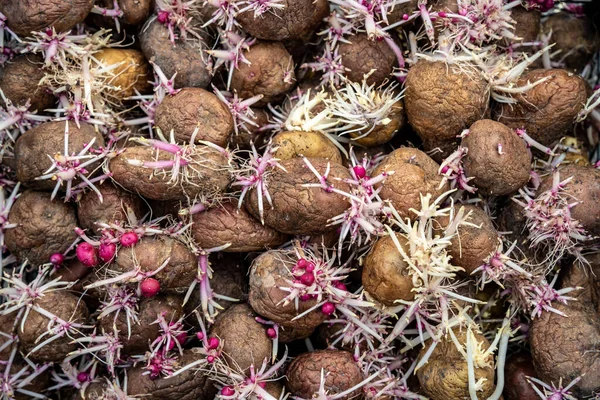 Zbliżenie Stosu Kiełkujących Ziemniaków Młodymi Korzeniami Gotowych Sadzenia Wiosną Naturalne — Zdjęcie stockowe