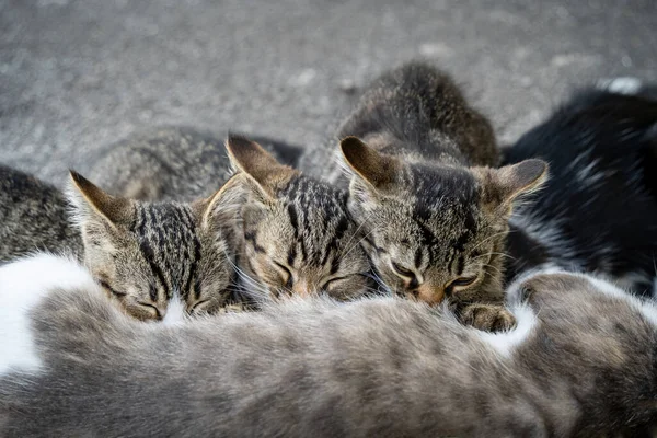 Três Gatinhos Cinzentos Bebem Leite Sua Mãe Gato Deitado Chão — Fotografia de Stock