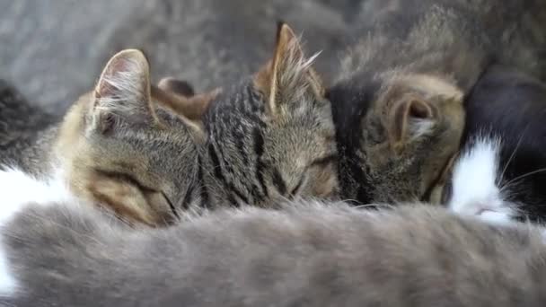 Τέσσερα Γκρίζα Γατάκια Πίνουν Γάλα Από Μητέρα Τους Γάτα Ξαπλωμένη — Αρχείο Βίντεο