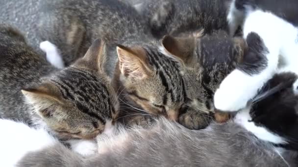 Τέσσερα Γκρίζα Γατάκια Πίνουν Γάλα Από Γάτα Τους Ξαπλωμένη Στο — Αρχείο Βίντεο