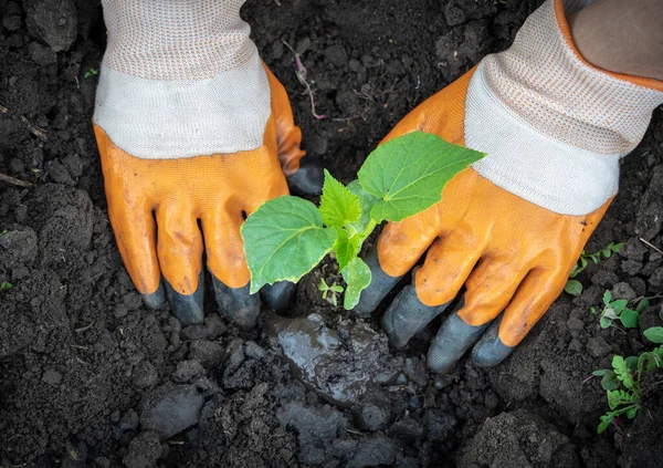 Γυναικεία Χέρια Γάντια Κηπουρικής Φύτευση Φυτών Αγγούρι Στο Έδαφος Πάνω — Φωτογραφία Αρχείου