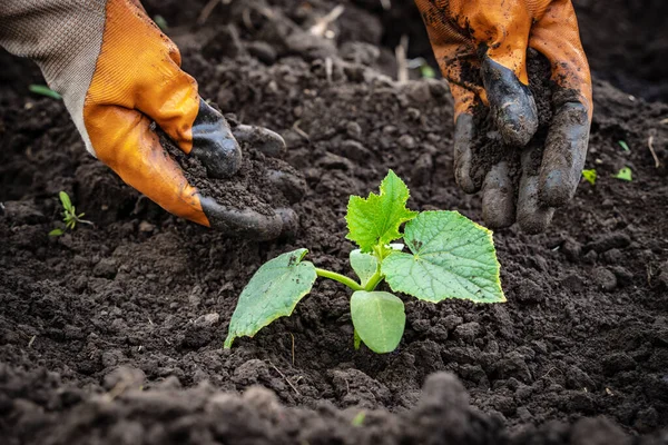 People Hands Pour Soil Planting Seedlings Cucumbers Ground Closeup — Stock Photo, Image