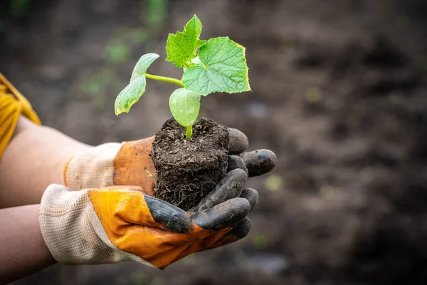 Female Hands Gardening Gloves Hold Cucumber Seedlings Planting Soil Space — Stock Photo, Image