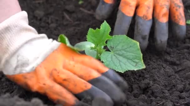 Mãos Das Pessoas Derramam Solo Plantar Mudas Pepinos Chão Close — Vídeo de Stock