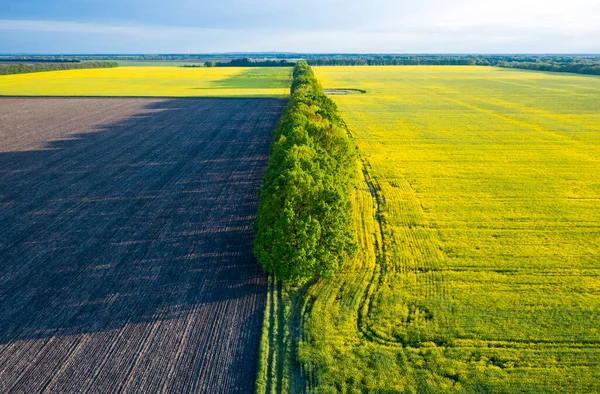 Aerial View Rapeseed Blooming Fields Spring Trees Sunset Ukraine — Stock Photo, Image