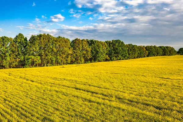 Widok Powietrza Pola Kwitnące Rzepaku Wiosnę Drzewami Niebem Ukraina — Zdjęcie stockowe