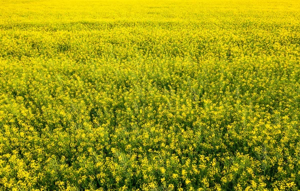 Přírodní Pozadí Řepkovým Kvetoucím Polem Jaře Ukrajina — Stock fotografie