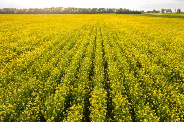Levegő Kilátás Repcemag Virágzó Területen Tavasszal Naplementekor Ukrajna — Stock Fotó