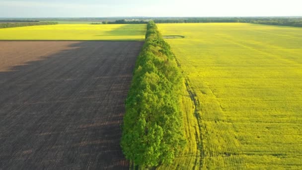 Вид Воздуха Цветущие Поля Рапса Весной Деревьями Закате Украина — стоковое видео