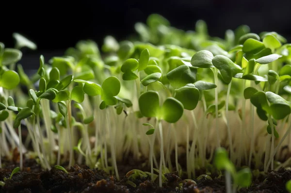 Radish Sprouts Soil Microgreen Concept Closeup Generative — Stock Photo, Image