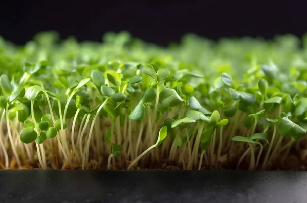 Radish Sprouts Tray Microgreen Concept Closeup Generative — Stock Photo, Image