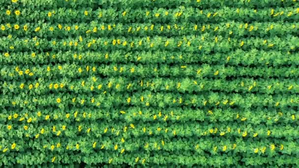 Flug Direkt Über Sonnenblumenfeld Luftaufnahme Blühende Sonnenblumen Ukraine — Stockvideo