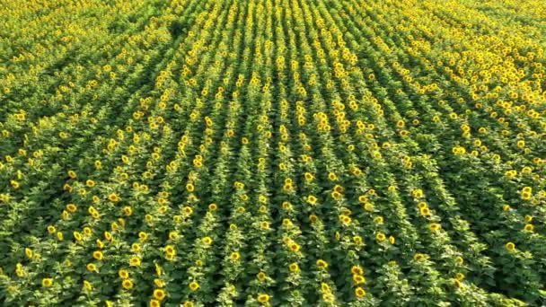 Flug Über Sonnenblumenfeld Luftaufnahme Blühende Sonnenblumen Ukraine Kamera Fährt Seitwärts — Stockvideo